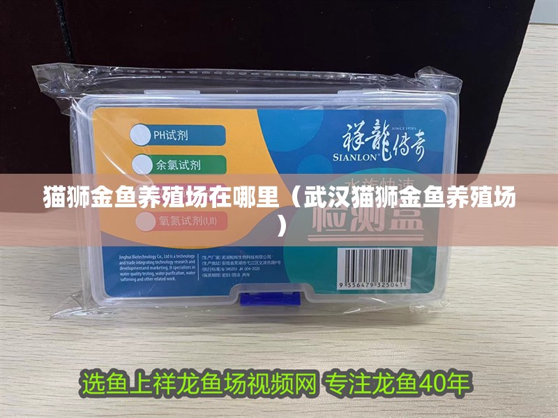 貓獅金魚養(yǎng)殖場(chǎng)在哪里（武漢貓獅金魚養(yǎng)殖場(chǎng)）