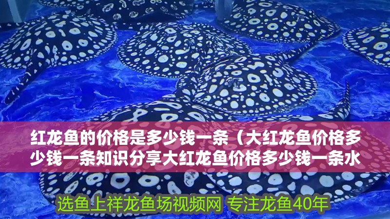 紅龍魚的價格是多少錢一條（大紅龍魚價格多少錢一條知識分享大紅龍魚價格多少錢一條水）