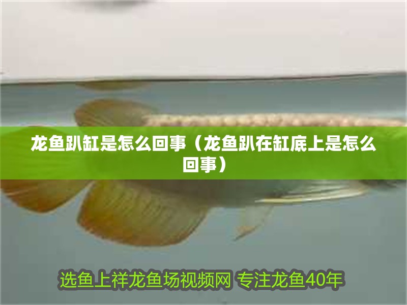 龍魚趴缸是怎么回事（龍魚趴在缸底上是怎么回事）