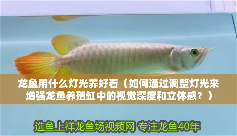龍魚用什么燈光養好看（如何通過調整燈光來增強龍魚養殖缸中的視覺深度和立體感？）