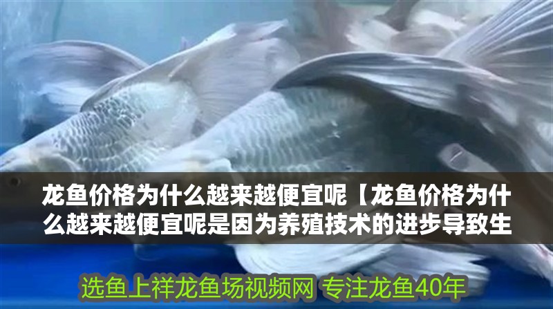 龍魚價(jià)格為什么越來越便宜呢【龍魚價(jià)格為什么越來越便宜呢是因?yàn)轲B(yǎng)殖技術(shù)的進(jìn)步導(dǎo)致生產(chǎn)成本降低嗎】
