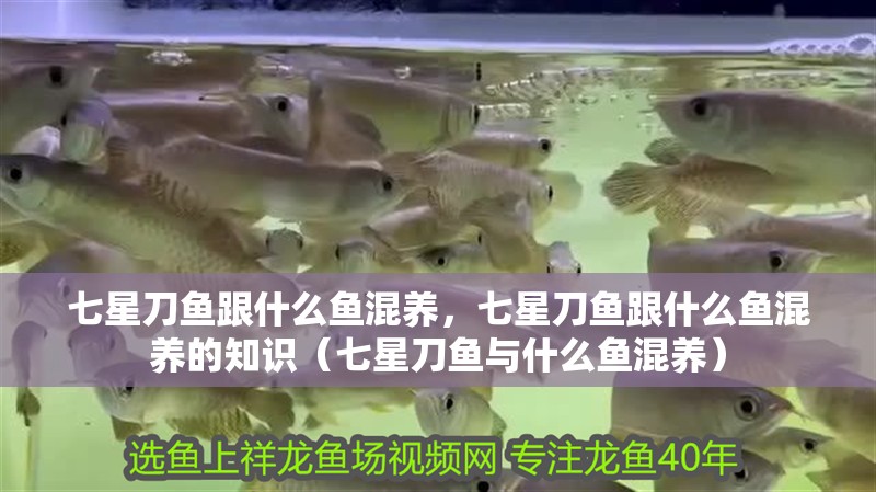 七星刀魚跟什么魚混養(yǎng)，七星刀魚跟什么魚混養(yǎng)的知識（七星刀魚與什么魚混養(yǎng)）
