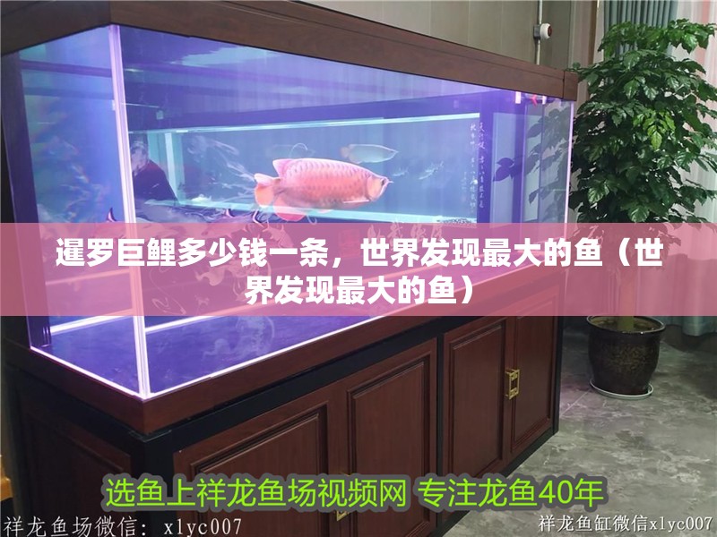暹羅巨鯉多少錢一條，世界發現最大的魚（世界發現最大的魚）
