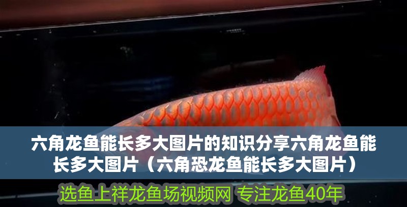 六角龍魚能長多大圖片的知識分享六角龍魚能長多大圖片（六角恐龍魚能長多大圖片）