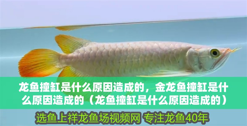 龍魚撞缸是什么原因造成的，金龍魚撞缸是什么原因造成的（龍魚撞缸是什么原因造成的）