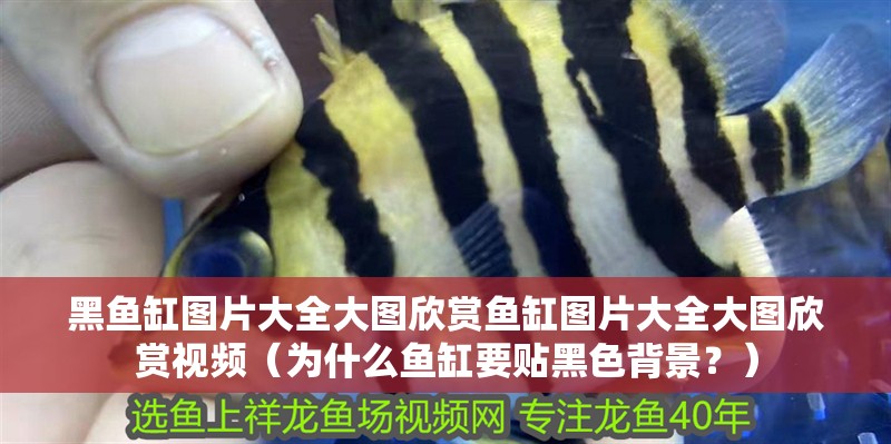 黑魚缸圖片大全大圖欣賞魚缸圖片大全大圖欣賞視頻（為什么魚缸要貼黑色背景？）