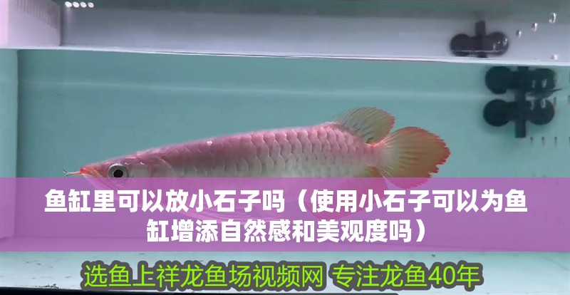 魚缸里可以放小石子嗎(使用小石子可以為魚缸增添自然感和美觀度嗎) 觀賞魚百科 第2張 魚缸里可以放小石子嗎(使用小石子可以為魚缸增添自然感和美觀度嗎) 魚缸里可以放小石子嗎(使用小石子可以為魚缸增添自然感和美觀度嗎) 觀賞魚百科 第2張