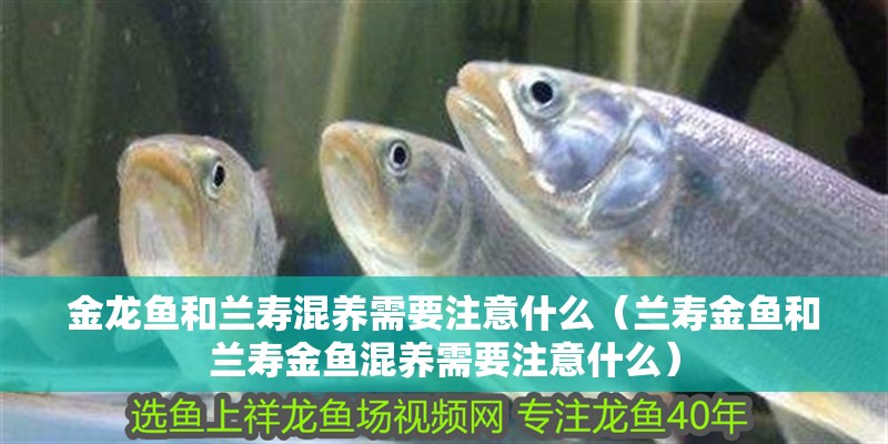 金龍魚(yú)和蘭壽混養(yǎng)需要注意什么（蘭壽金魚(yú)和蘭壽金魚(yú)混養(yǎng)需要注意什么）