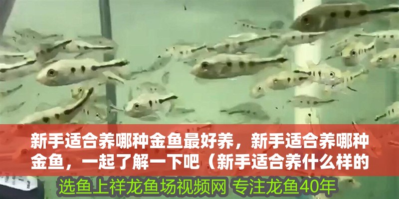 新手適合養哪種金魚最好養，新手適合養哪種金魚，一起了解一下吧（新手適合養什么樣的金魚？）