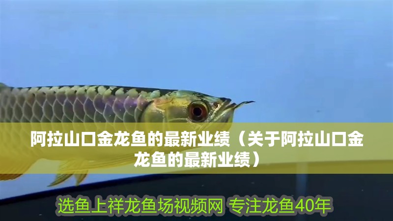 阿拉山口金龍魚的最新業(yè)績（關(guān)于阿拉山口金龍魚的最新業(yè)績）