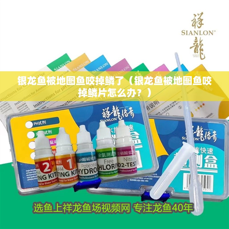 銀龍魚被地圖魚咬掉鱗了（銀龍魚被地圖魚咬掉鱗片怎么辦？）