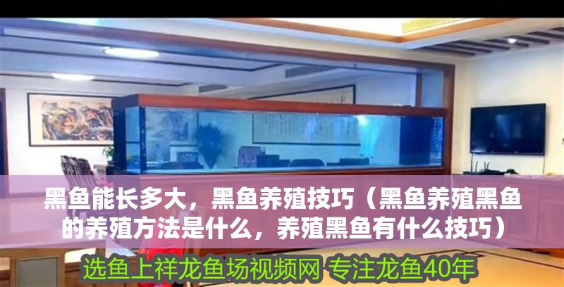 黑魚能長多大，黑魚養殖技巧（黑魚養殖黑魚的養殖方法是什么，養殖黑魚有什么技巧）