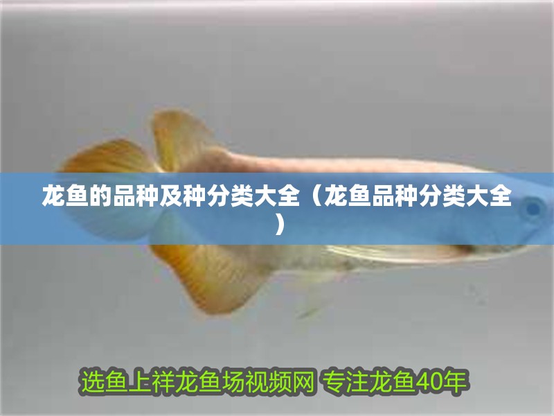 龍魚的品種及種分類大全（龍魚品種分類大全）