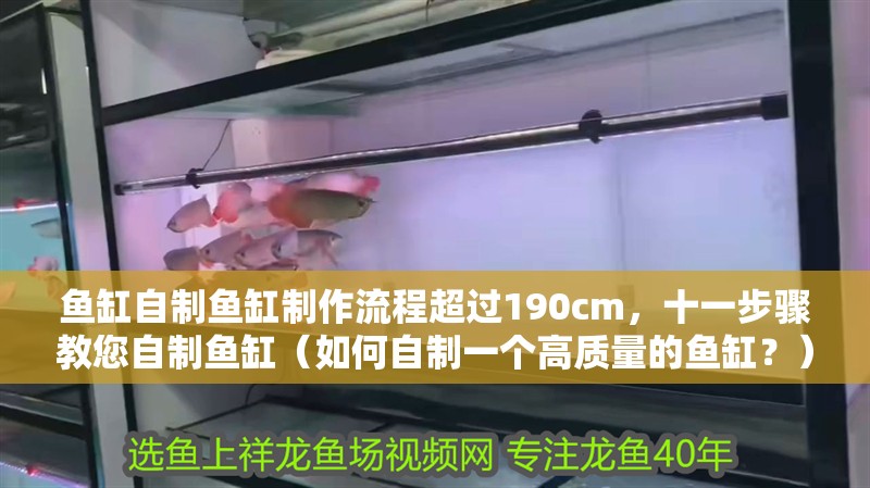 魚缸自制魚缸制作流程超過190cm,十一步驟教您自制魚缸(如何自制一個高質(zhì)量的魚缸?)