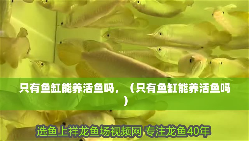 只有魚缸能養(yǎng)活魚嗎，（只有魚缸能養(yǎng)活魚嗎）