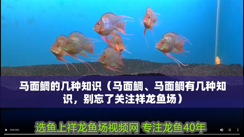 馬面鯛的幾種知識（馬面鯛、馬面鯛有幾種知識，別忘了關注祥龍魚場）