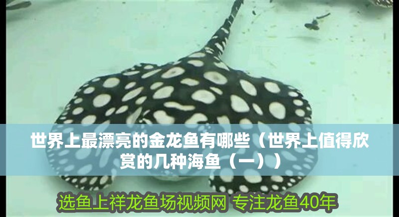 世界上最漂亮的金龍魚有哪些（世界上值得欣賞的幾種海魚（一））