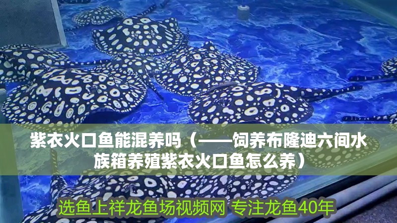 紫衣火口魚能混養嗎（——飼養布隆迪六間水族箱養殖紫衣火口魚怎么養）
