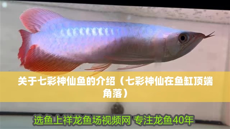 關于七彩神仙魚的介紹（七彩神仙在魚缸頂端角落）