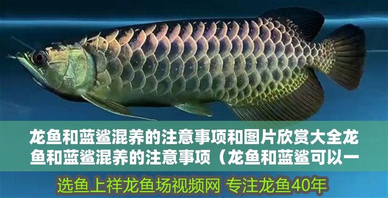 龍魚(yú)和藍(lán)鯊混養(yǎng)的注意事項(xiàng)和圖片欣賞大全龍魚(yú)和藍(lán)鯊混養(yǎng)的注意事項(xiàng)（龍魚(yú)和藍(lán)鯊可以一起養(yǎng)嗎？） 龍魚(yú)和藍(lán)鯊混養(yǎng)的注意事項(xiàng)和圖片欣賞大全龍魚(yú)和藍(lán)鯊混養(yǎng)的注意事項(xiàng)（龍魚(yú)和藍(lán)鯊可以一起養(yǎng)嗎？） 觀賞魚(yú)百科 第2張