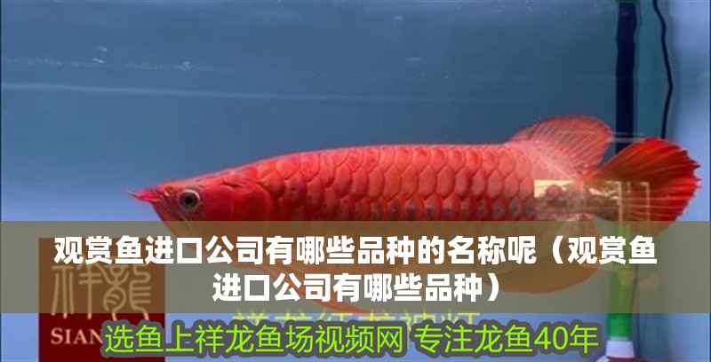 觀賞魚進口公司有哪些品種的名稱呢（觀賞魚進口公司有哪些品種）