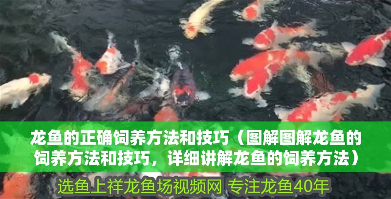 龍魚的正確飼養方法和技巧（圖解圖解龍魚的飼養方法和技巧，詳細講解龍魚的飼養方法）