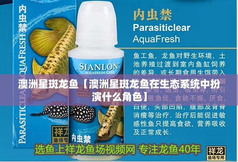 澳洲星斑龍魚【澳洲星斑龍魚在生態系統中扮演什么角色】