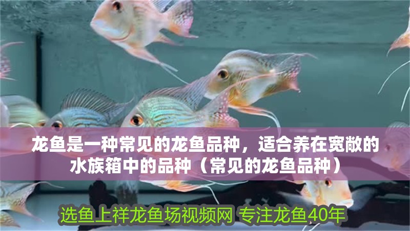 龍魚(yú)是一種常見(jiàn)的龍魚(yú)品種，適合養(yǎng)在寬敞的水族箱中的品種（常見(jiàn)的龍魚(yú)品種）