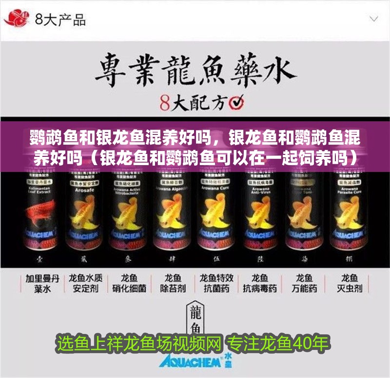 鸚鵡魚(yú)和銀龍魚(yú)混養(yǎng)好嗎，銀龍魚(yú)和鸚鵡魚(yú)混養(yǎng)好嗎（銀龍魚(yú)和鸚鵡魚(yú)可以在一起飼養(yǎng)嗎）