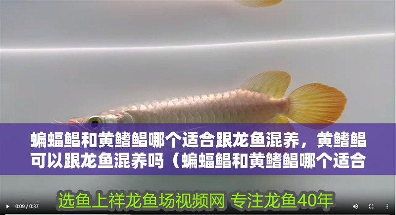 蝙蝠鯧和黃鰭鯧哪個適合跟龍魚混養(yǎng)，黃鰭鯧可以跟龍魚混養(yǎng)嗎（蝙蝠鯧和黃鰭鯧哪個適合跟龍魚混養(yǎng)）