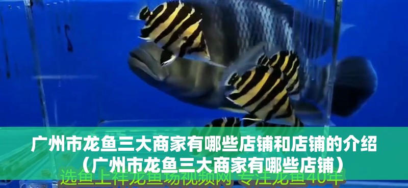 廣州市龍魚(yú)三大商家有哪些店鋪和店鋪的介紹（廣州市龍魚(yú)三大商家有哪些店鋪） 廣州市龍魚(yú)三大商家有哪些店鋪和店鋪的介紹（廣州市龍魚(yú)三大商家有哪些店鋪） 觀賞魚(yú)百科 第2張