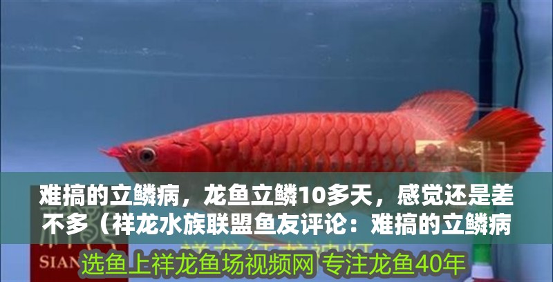 難搞的立鱗病，龍魚立鱗10多天，感覺還是差不多（祥龍水族聯盟魚友評論：難搞的立鱗病是一種常見的皮膚病）