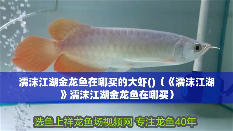濡沫江湖金龍魚在哪買的大蝦()（《濡沫江湖》濡沫江湖金龍魚在哪買）