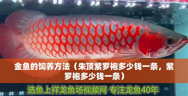 金魚的飼養(yǎng)方法（朱頂紫羅袍多少錢一條，紫羅袍多少錢一條）