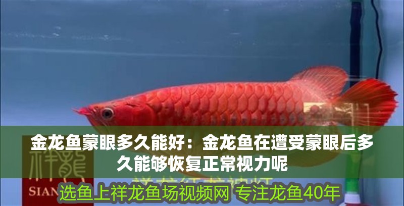金龍魚蒙眼多久能好：金龍魚在遭受蒙眼后多久能夠恢復正常視力呢