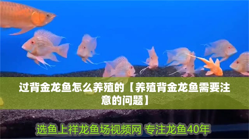 過(guò)背金龍魚(yú)怎么養(yǎng)殖的【養(yǎng)殖背金龍魚(yú)需要注意的問(wèn)題】