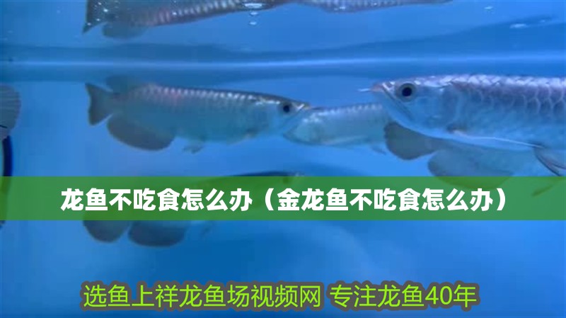 龍魚不吃食怎么辦（金龍魚不吃食怎么辦）