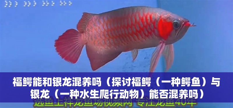 福鱷能和銀龍混養嗎（探討福鱷（一種鱷魚）與銀龍（一種水生爬行動物）能否混養嗎）