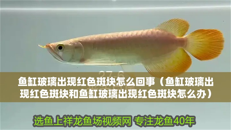 魚缸玻璃出現紅色斑塊怎么回事（魚缸玻璃出現紅色斑塊和魚缸玻璃出現紅色斑塊怎么辦）