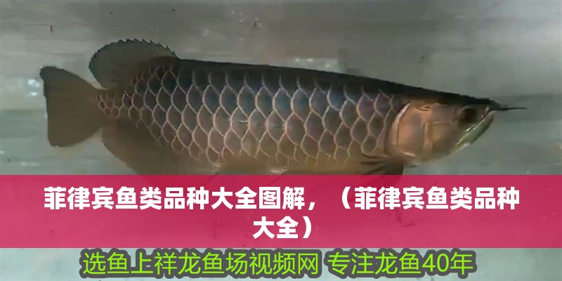 菲律賓魚類品種大全圖解，（菲律賓魚類品種大全）