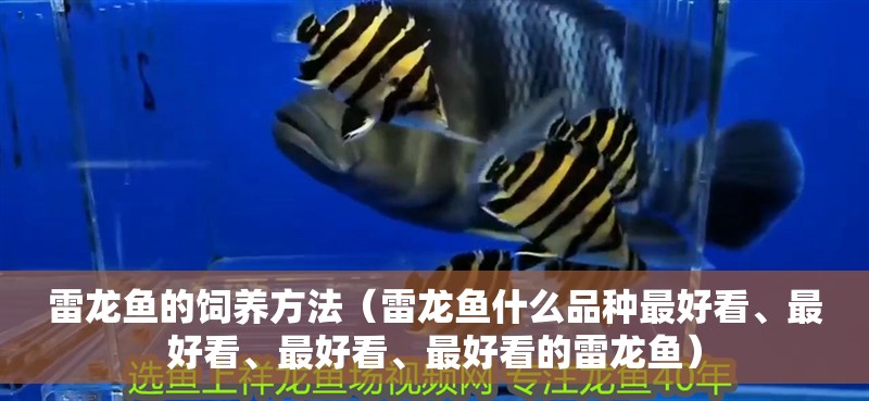 雷龍魚的飼養方法（雷龍魚什么品種最好看、最好看、最好看、最好看的雷龍魚）