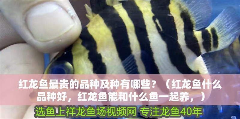 紅龍魚最貴的品種及種有哪些？（紅龍魚什么品種好，紅龍魚能和什么魚一起養，）