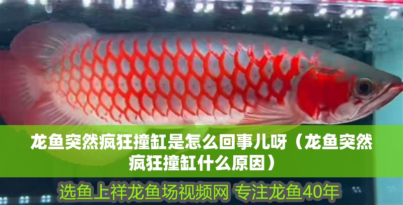 龍魚突然瘋狂撞缸是怎么回事兒呀（龍魚突然瘋狂撞缸什么原因）