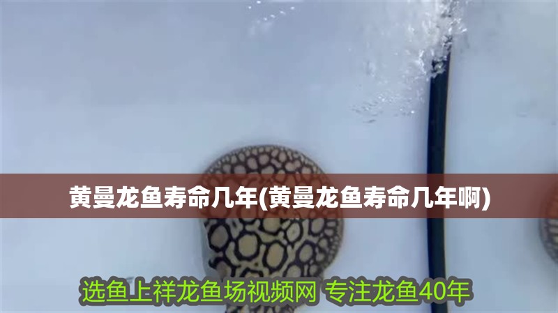 黃曼龍魚壽命幾年(黃曼龍魚壽命幾年啊)