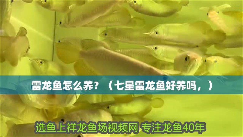 雷龍魚怎么養(yǎng)？（七星雷龍魚好養(yǎng)嗎，）