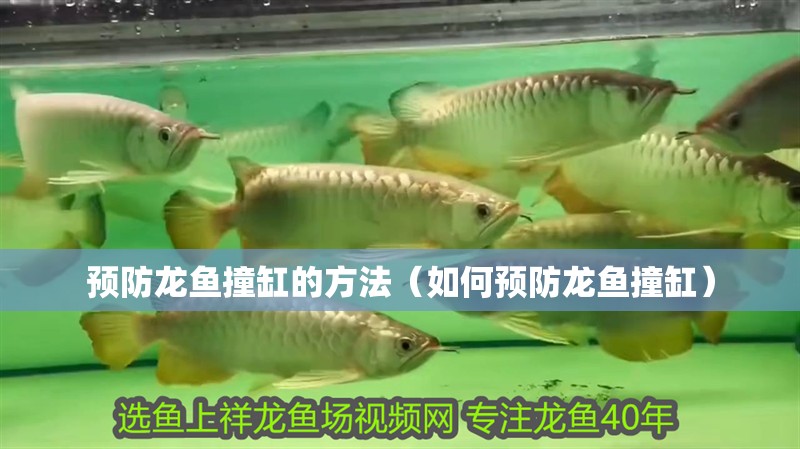 預防龍魚撞缸的方法（如何預防龍魚撞缸）