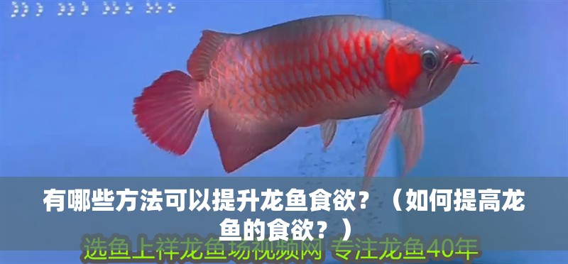 有哪些方法可以提升龍魚食欲？（如何提高龍魚的食欲？）