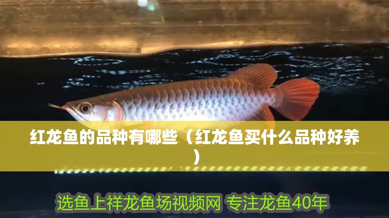 紅龍魚(yú)的品種有哪些（紅龍魚(yú)買(mǎi)什么品種好養(yǎng)）