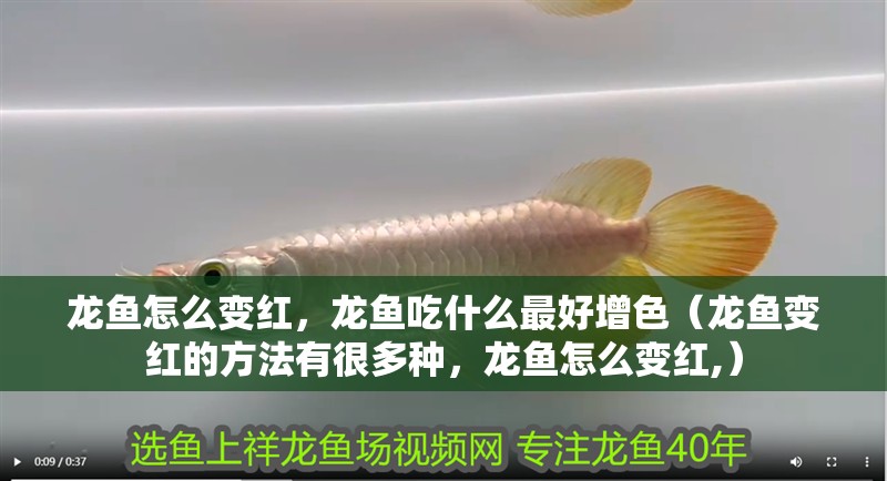 龍魚怎么變紅，龍魚吃什么最好增色（龍魚變紅的方法有很多種，龍魚怎么變紅,）