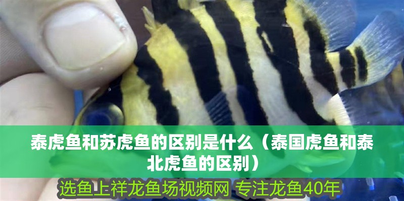 泰虎魚和蘇虎魚的區別是什么（泰國虎魚和泰北虎魚的區別）